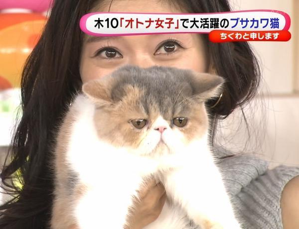 オトナ女子の猫 ちくわ 画像 動画つきでご紹介 超レア品種エキゾチックショートヘア オトナ女子 オンナ磨き情報 Beauty Station